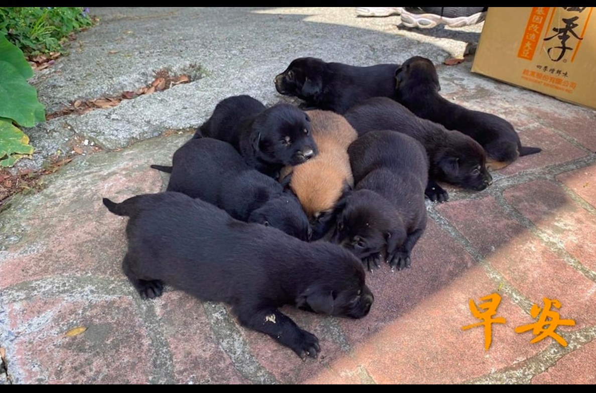 流浪狗无力照顾8只小狗,将它们都叼去民宿寻求帮助,结局很温暖