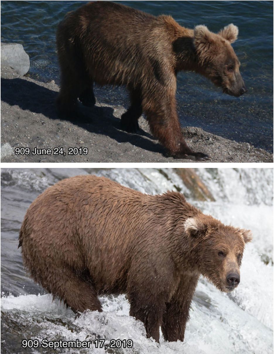 国外一森林公园举办大熊选肥比赛谁最胖谁就是本地熊王