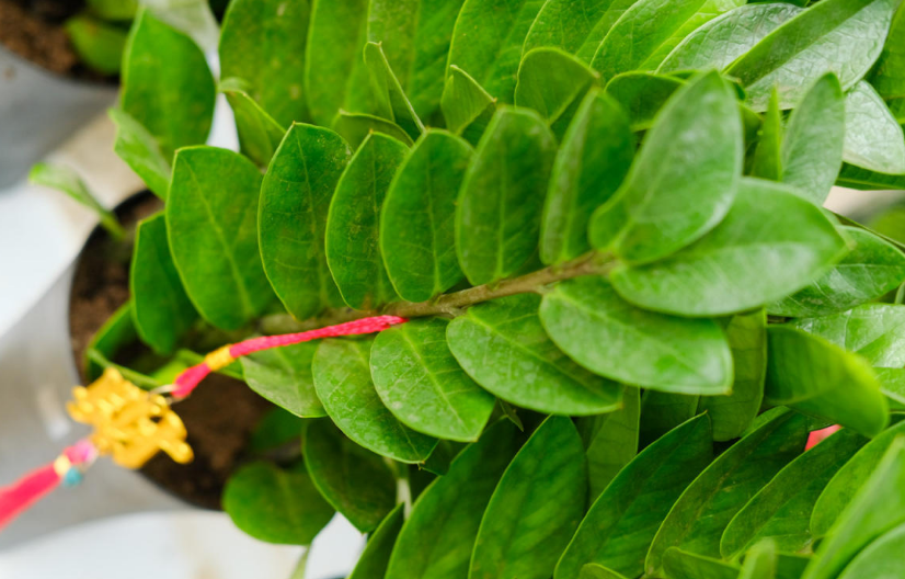 懒人绿植雪铁芋,不爱喝水,就爱吃肥,喂饱蹭蹭长!