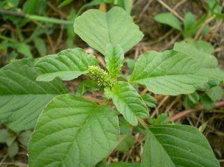 非常好的农村中草药,常被拿来作猪饲料,能明目,利尿,治乳痛!