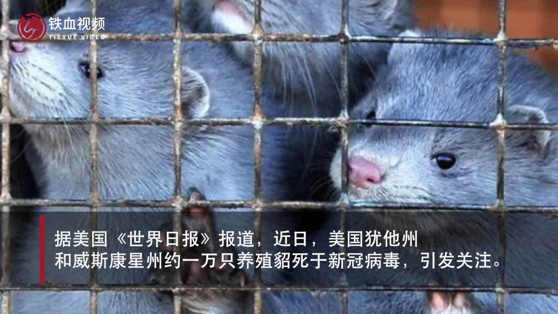 美国养殖场上万只水貂死于新冠:由人传播给动物