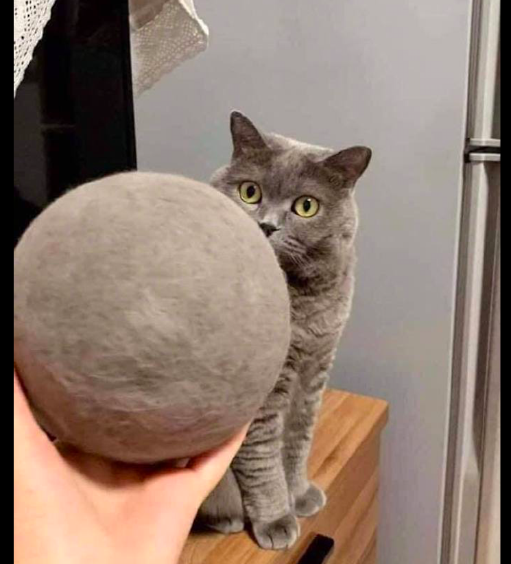 主人将猫掉的毛发卷成了球,它一脸不敢相信:你薅了朕这么多毛