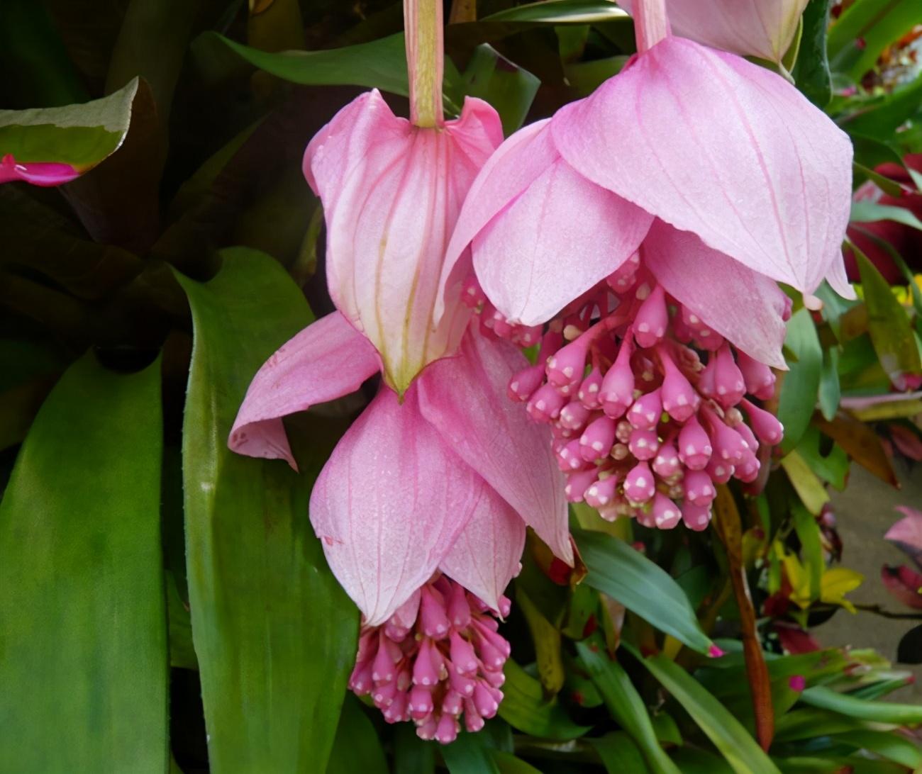 火起来的年宵花,宝莲灯花贵气颜值高,新手该怎么养护?