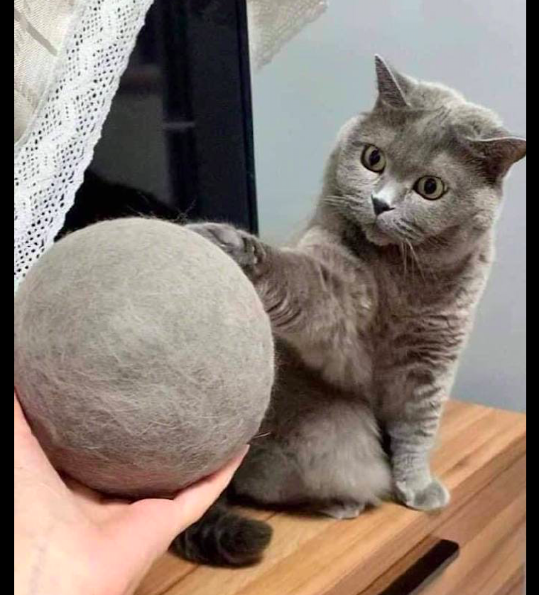 主人将猫掉的毛发卷成了球,它一脸不敢相信:你薅了朕这么多毛