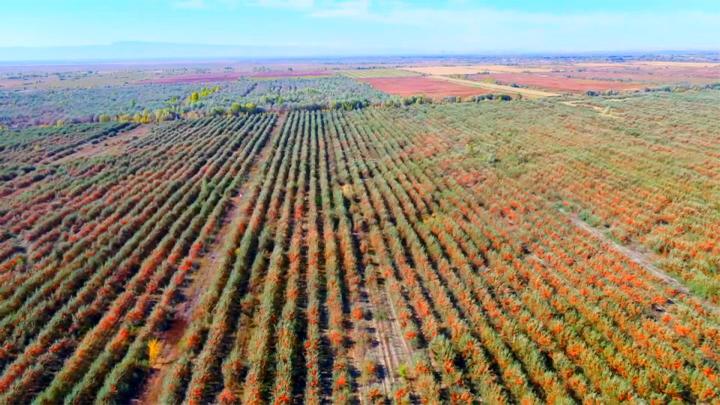 十万亩沙棘喜丰收,新疆戈壁滩变身富民绿洲