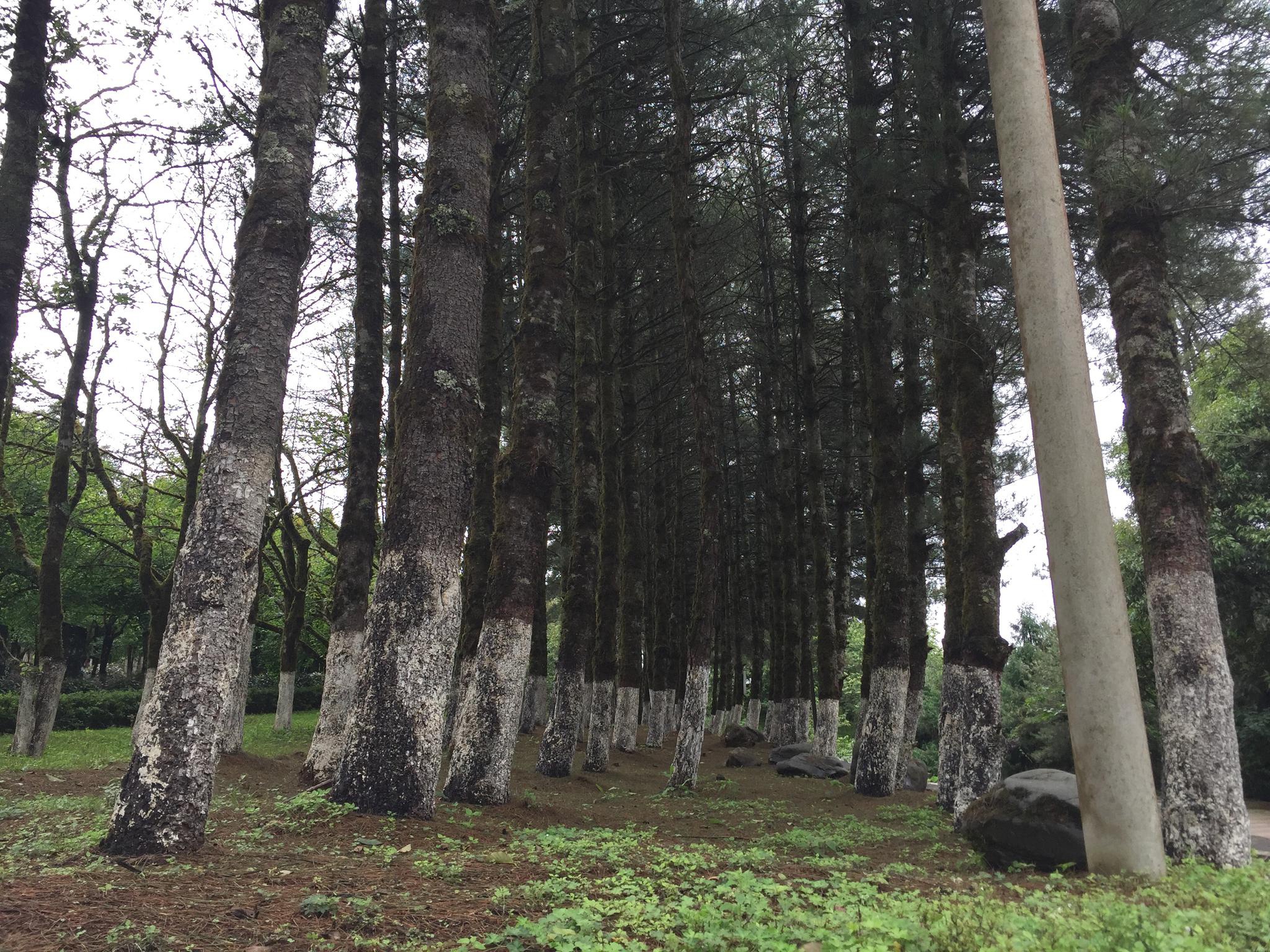 云南省保山市施甸县善洲林场一角(2019年6月19日摄).