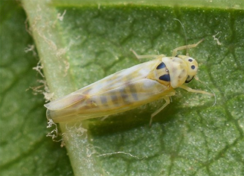 葡萄叶蝉全年最猛的一波进攻防不住树势垮