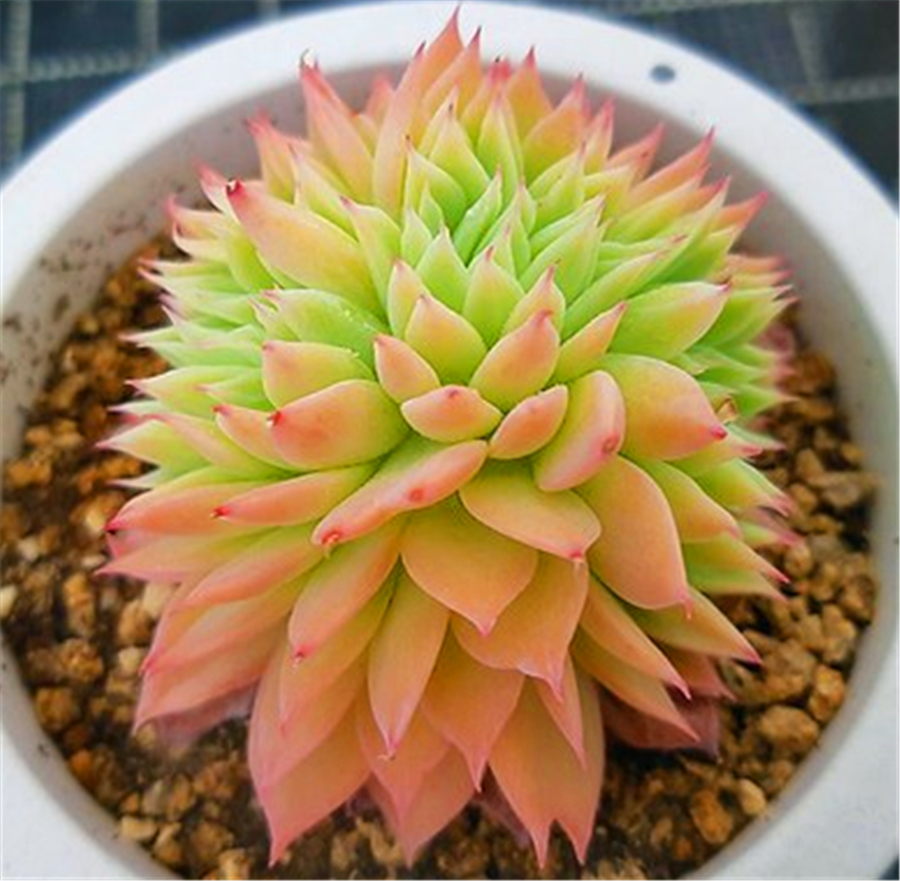 三色堇老桩太惊艳了,清新绚丽又霸气沧桑,5个技巧养爆盆