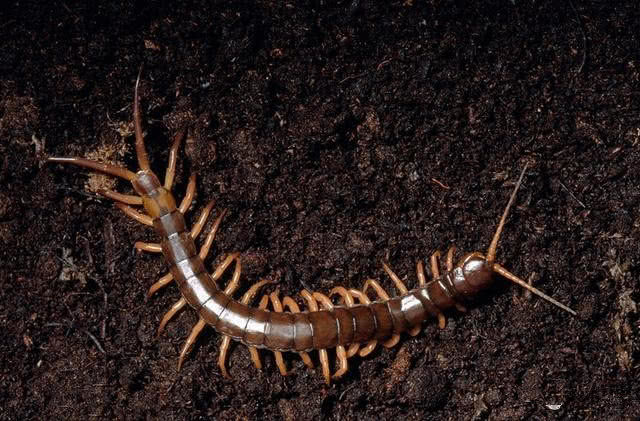 全球三大巨型蜈蚣,它在东亚以老鼠为食,第三种接近灭绝!