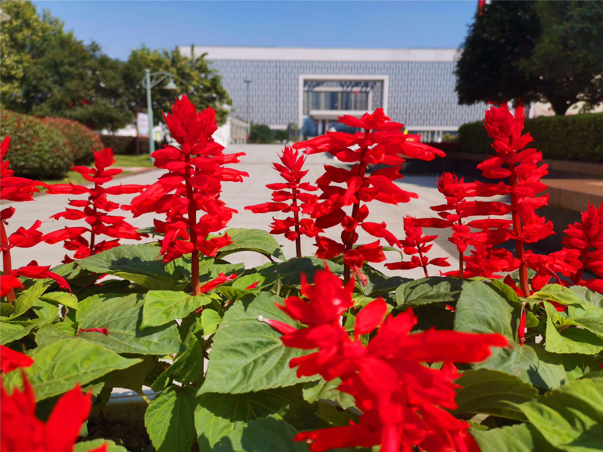 吉安视觉:深秋时节一串红 红得耀眼夺目