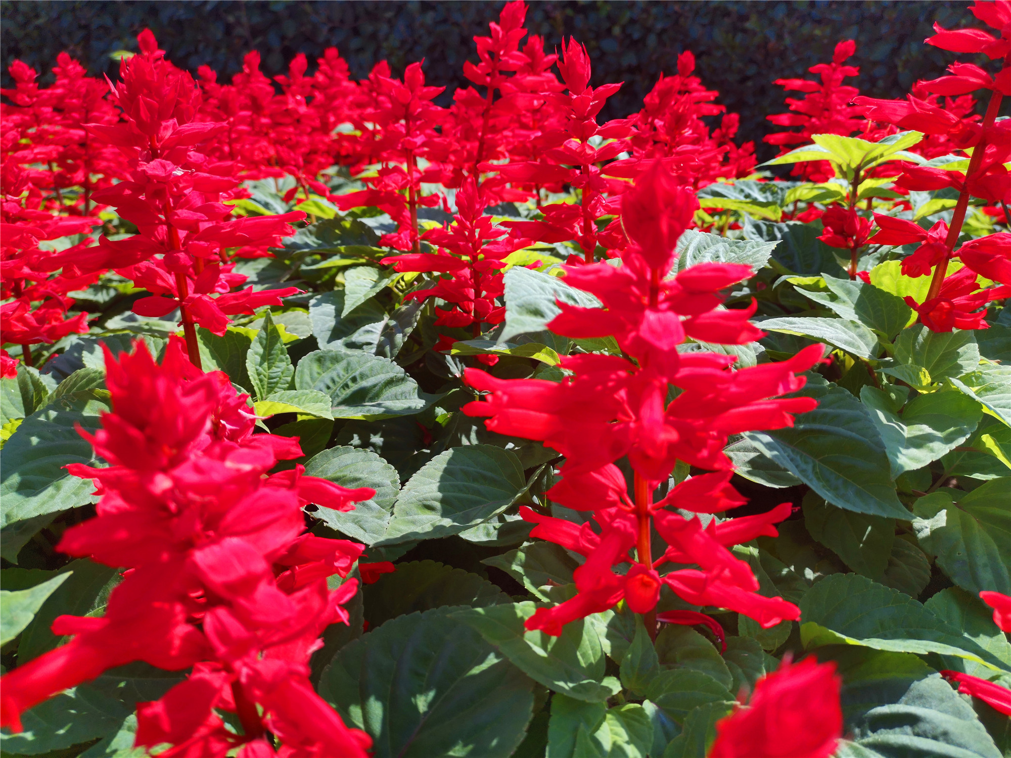 吉安视觉:深秋时节一串红 红得耀眼夺目