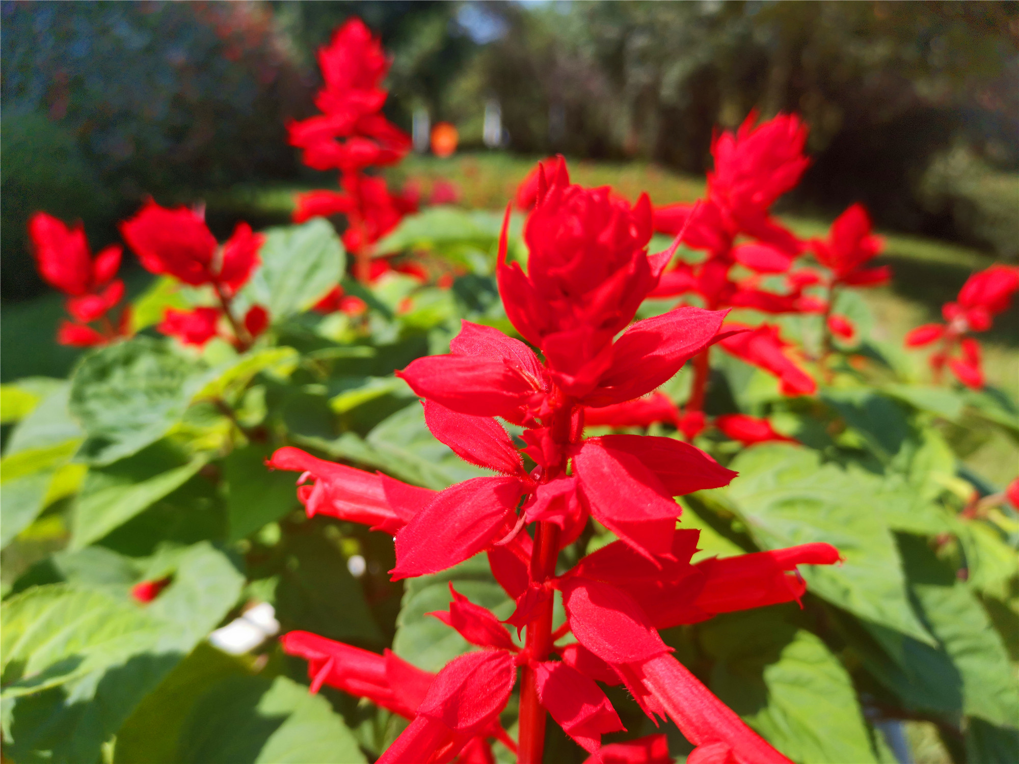 吉安视觉:深秋时节一串红 红得耀眼夺目