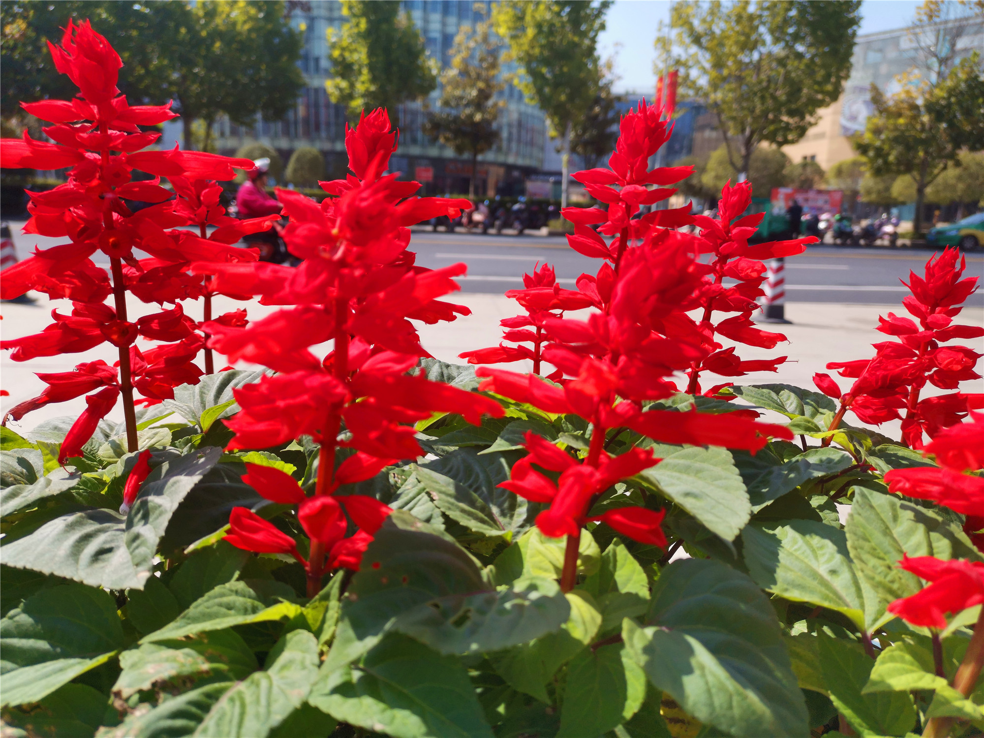 吉安视觉:深秋时节一串红 红得耀眼夺目