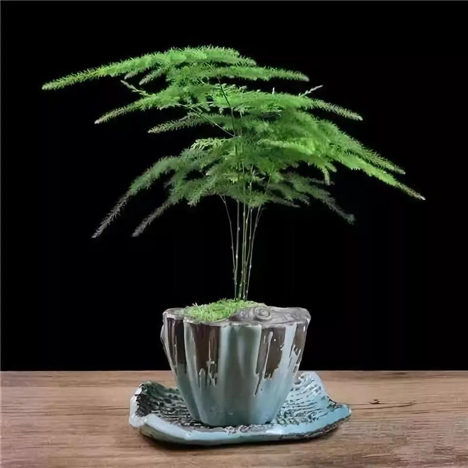 养文竹给它喂点酸水根壮叶绿肥料都省了