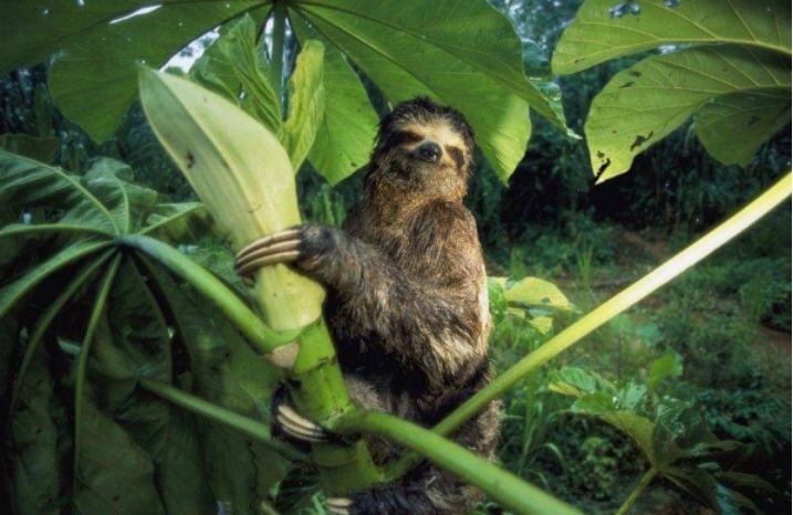 树懒天敌多行动又缓慢为何它们至今都没有灭绝