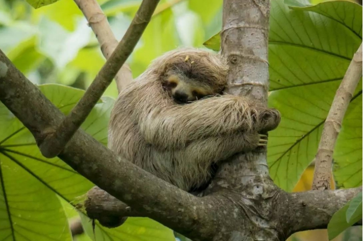 树懒天敌多行动又缓慢为何它们至今都没有灭绝