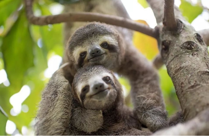 树懒天敌多行动又缓慢为何它们至今都没有灭绝