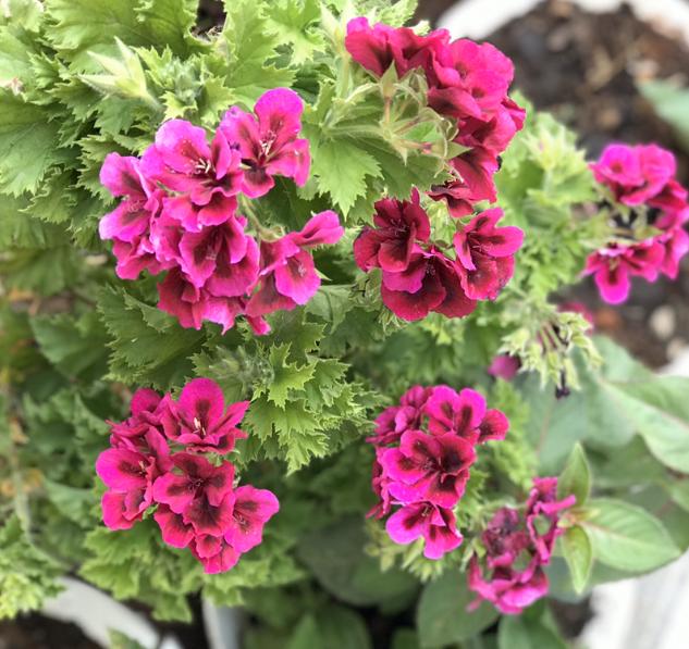 秋季天竺葵长得慢还黄叶该怎么办摸清3点砰砰开出满盆花