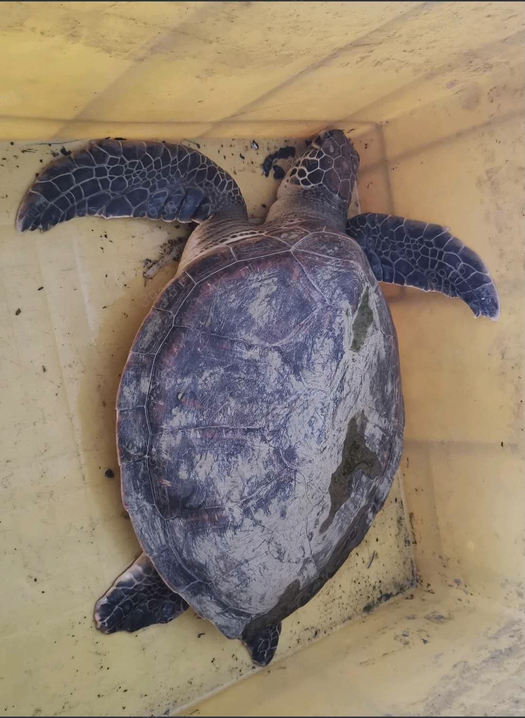 男子在上海黄浦江垂钓发现太平洋蠵龟系国家二级保护动物