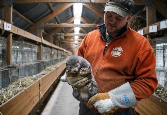 美国养殖场上万只水貂死于新冠 水貂病例已经扩散