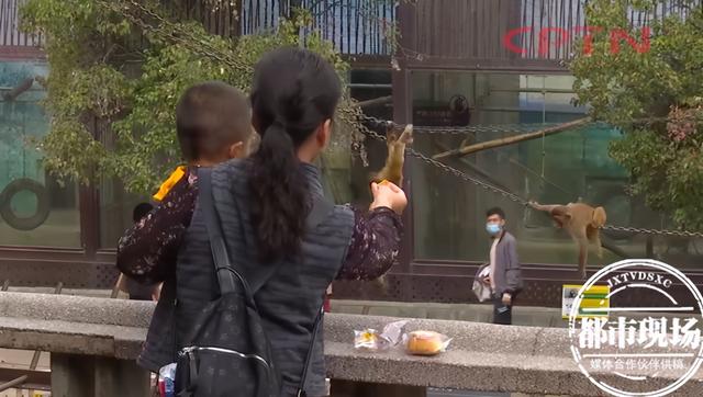 引发众怒!游客竟喂大象吃塑料袋,旁边就是提示牌