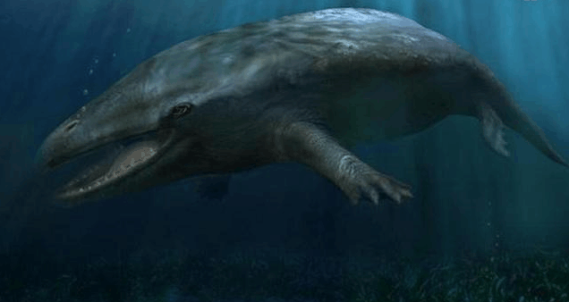 地球上最大的哺乳动物五千万年前可在陆地上行走人称陆行鲸