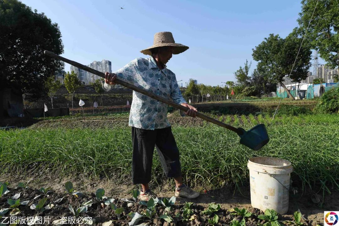繁华滨湖最后村庄7旬老人一家回迁数套房仍坚持种菜补贴儿女
