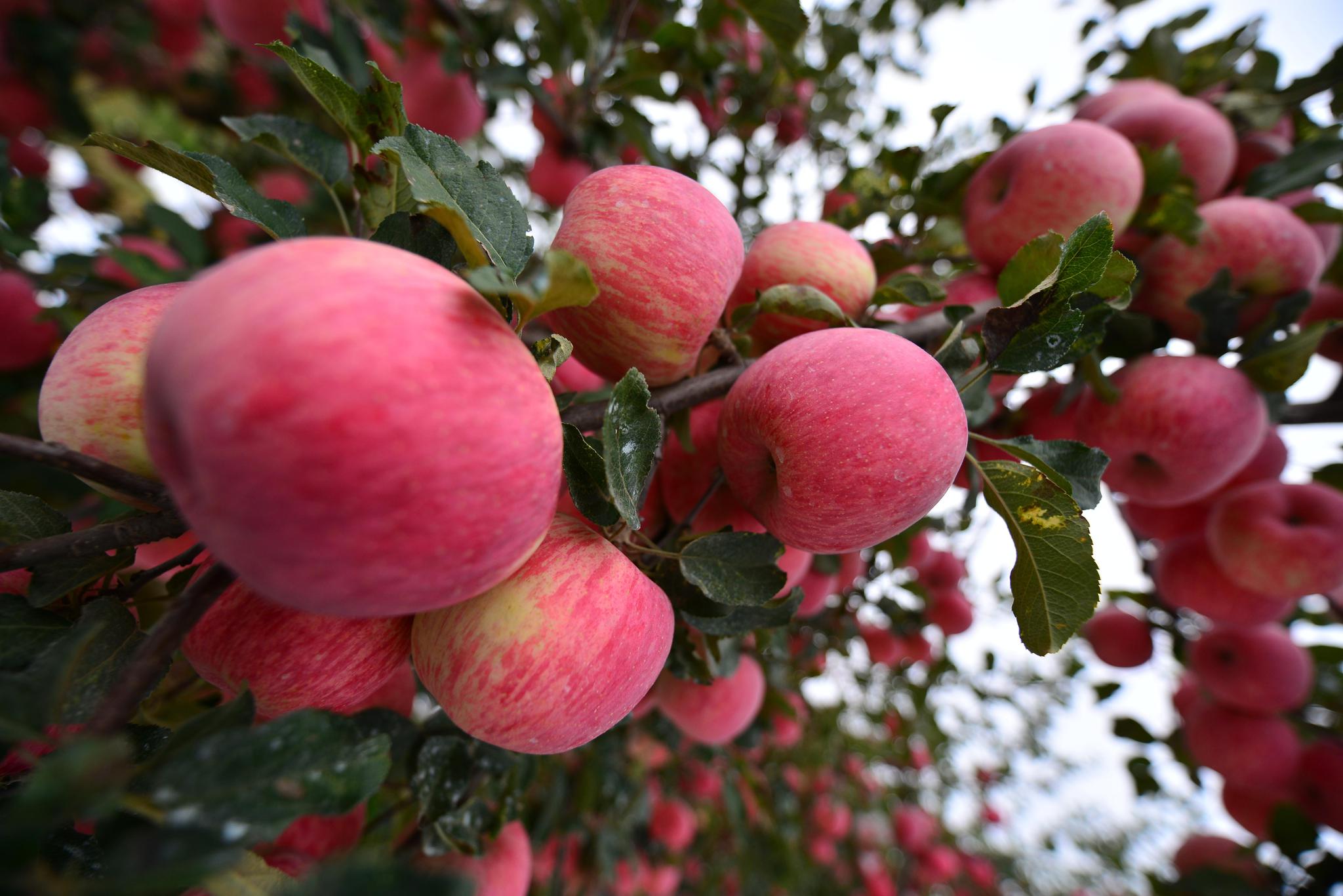 消费扶贫e起来走进咸阳旬邑马栏红苹果喜迎丰收季