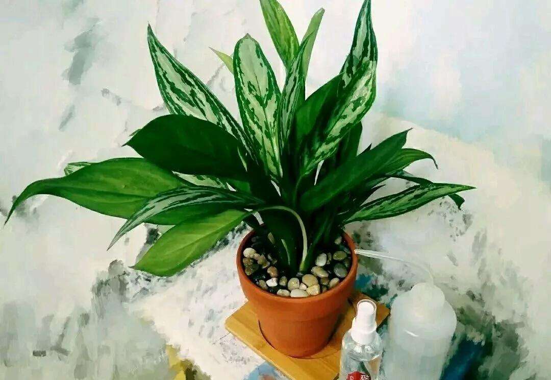 银皇后养护方法注意几点轻松养爆盆