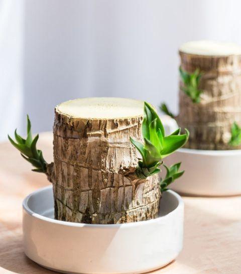 巴西木小盆栽又火了,注意几点,半截木桩子泡水里,也能越长越旺