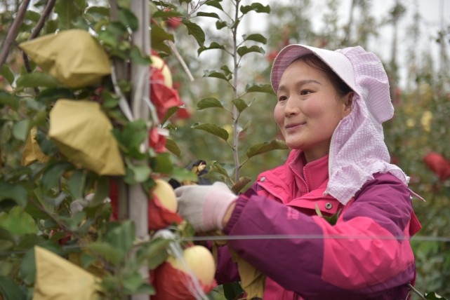 消费扶贫e起来第二站走进旬邑马兰红苹果成了农民富裕的金蛋蛋