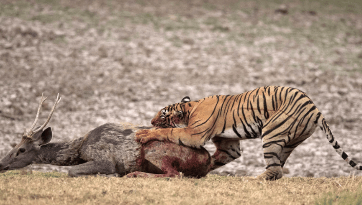 老虎看到它这样,也很给面子,上来就咬它脖子,直接把它弄断气了.