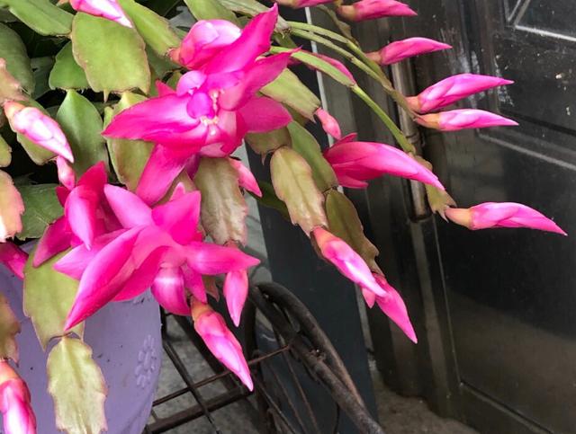 假昙花蟹爪兰入冬前着重养护此4点植株砰砰花开满盆