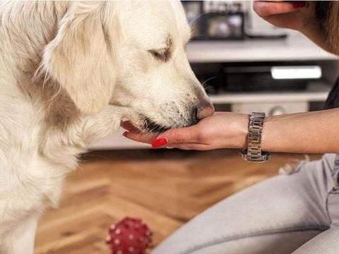 男子投喂流浪狗被咬，恼羞成怒开枪把狗打死，被指控虐待动物休闲区蓝鸢梦想 - Www.slyday.coM