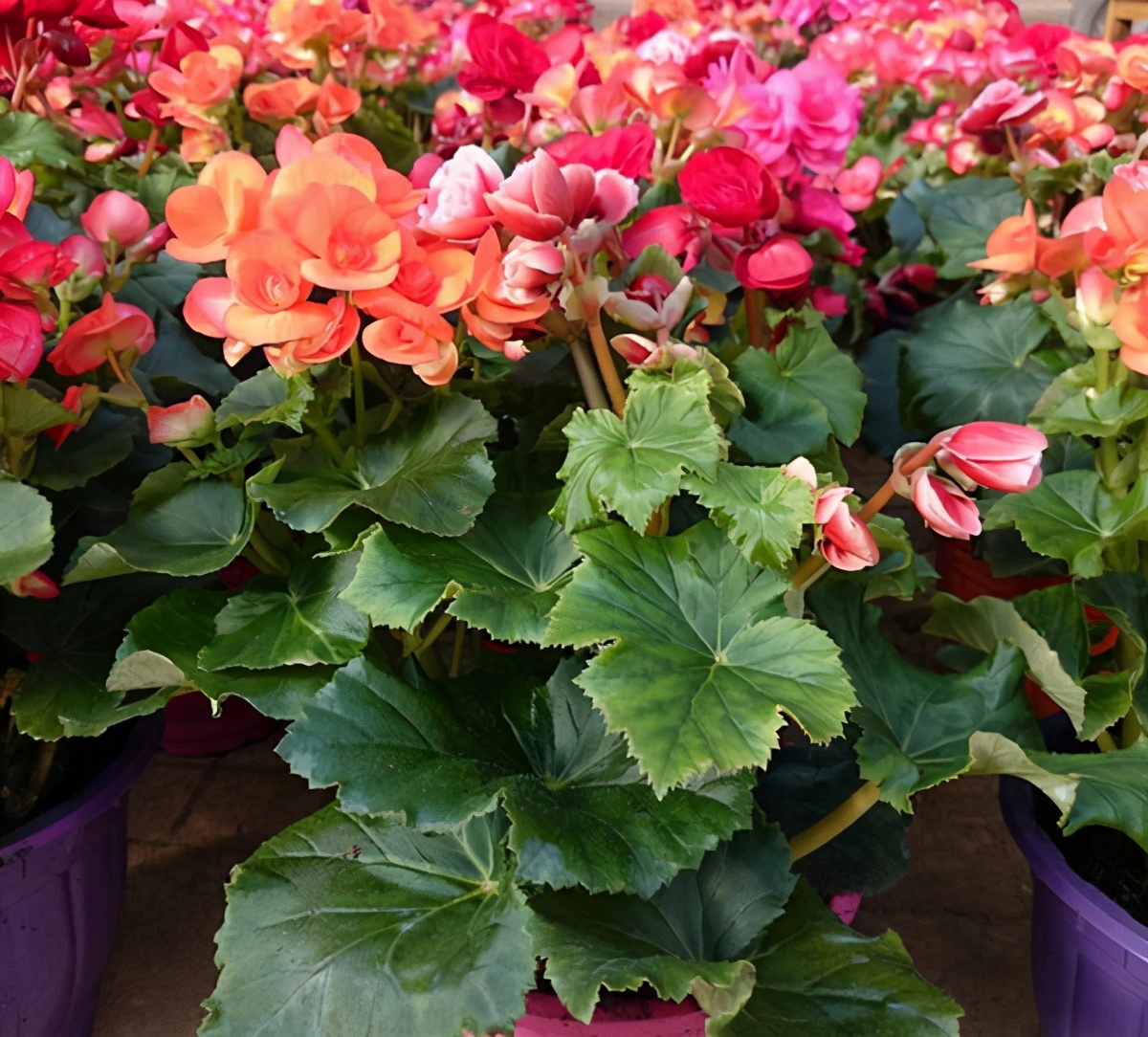 要注意,叶子不能碰水,很容易烂叶养不活|杜鹃|植株|丽格海棠_新浪新闻