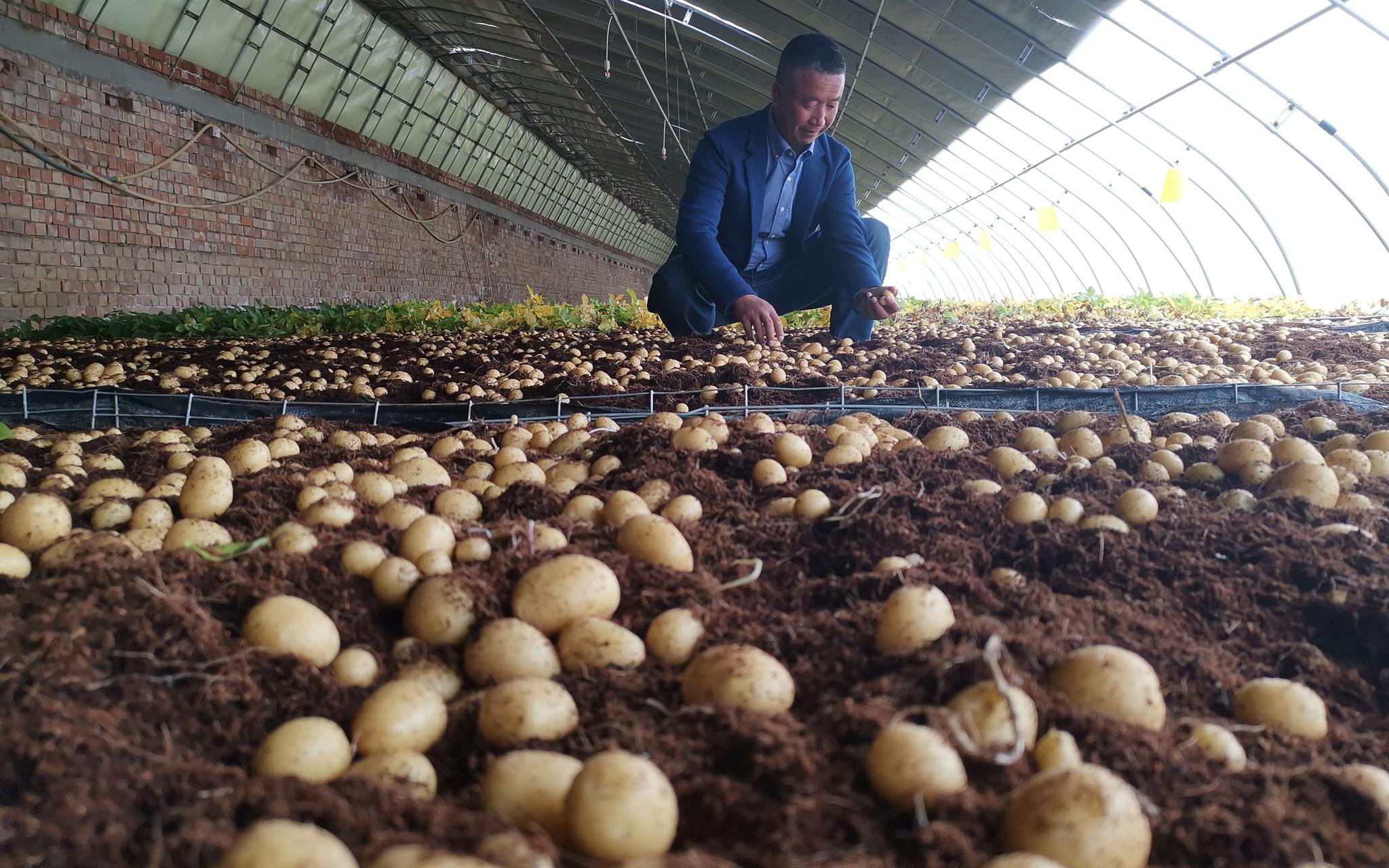 土豆育种基地中,刚刚采收的土豆原原种.新京报记者 周怀宗 摄