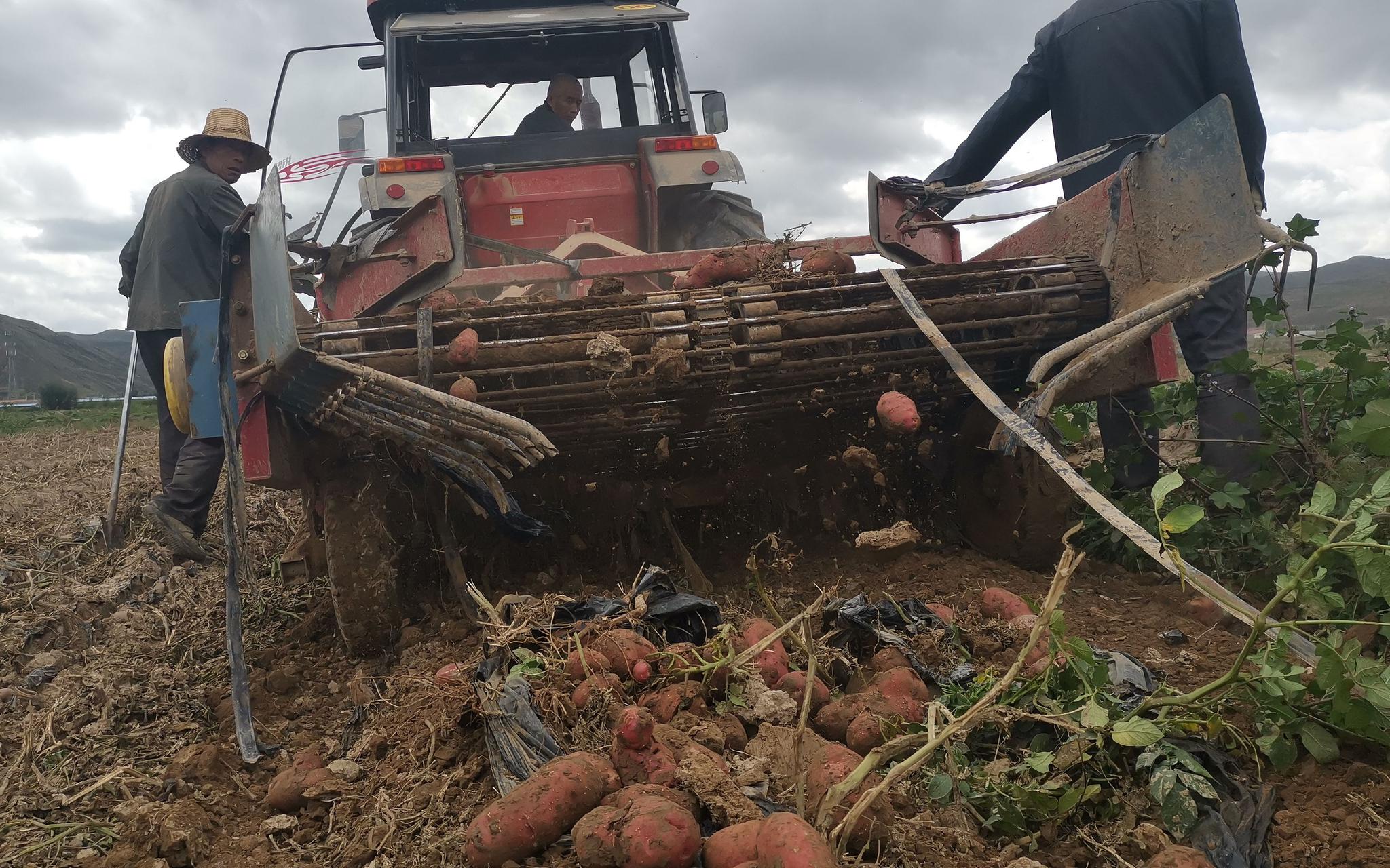 保障粮食安全 中国土豆"主食化"之路仍有四大难关待过|土豆_新浪新闻