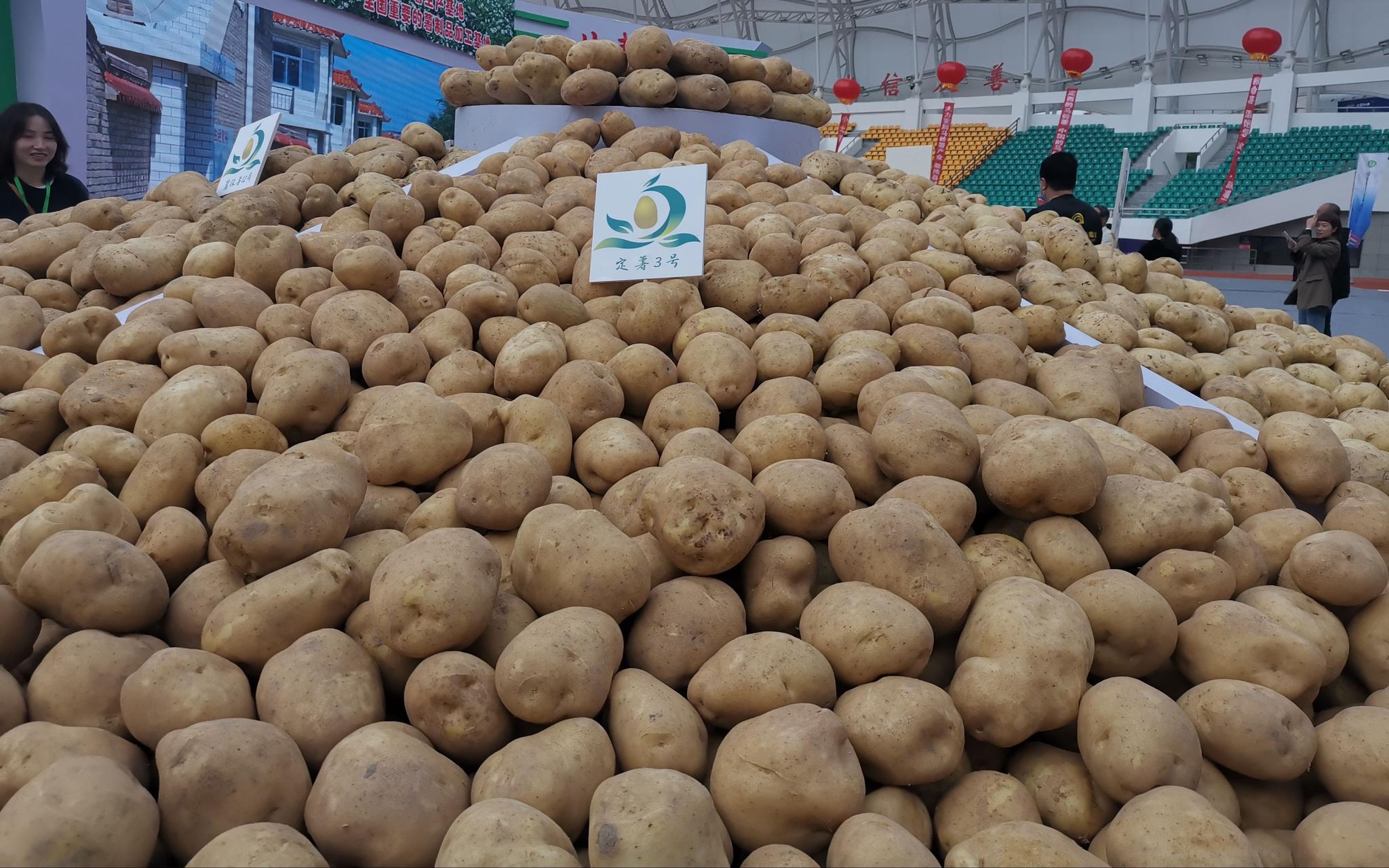 甘肃定西，中国马铃薯大会上展出的土豆品种。新京报记者 周怀宗 摄