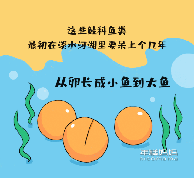 越吃越聪明的食物,少不了这种鱼!天然dha,刺少娃爱吃