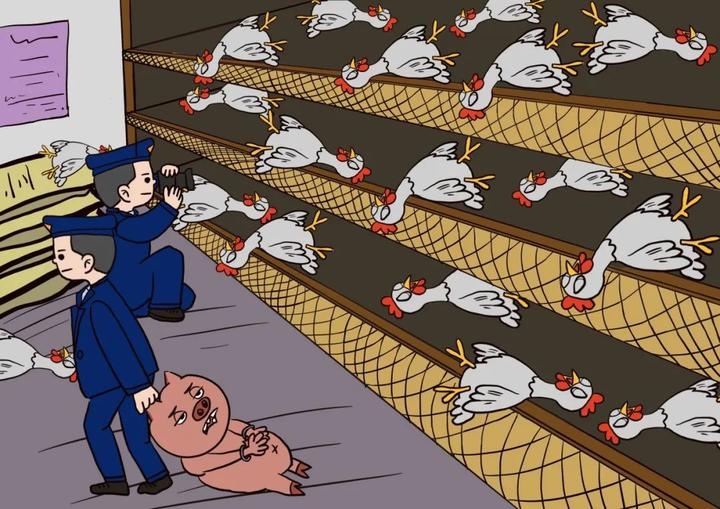 饲养动物致人损害 台州法官给小鸡小鸭"伸张正义"|台州_新浪新闻