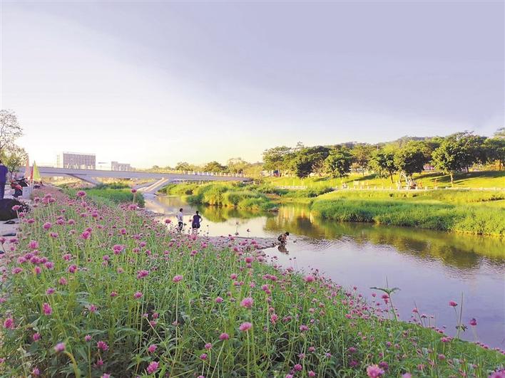 从黑臭河道到省级碧道试点 茅洲河风华正茂