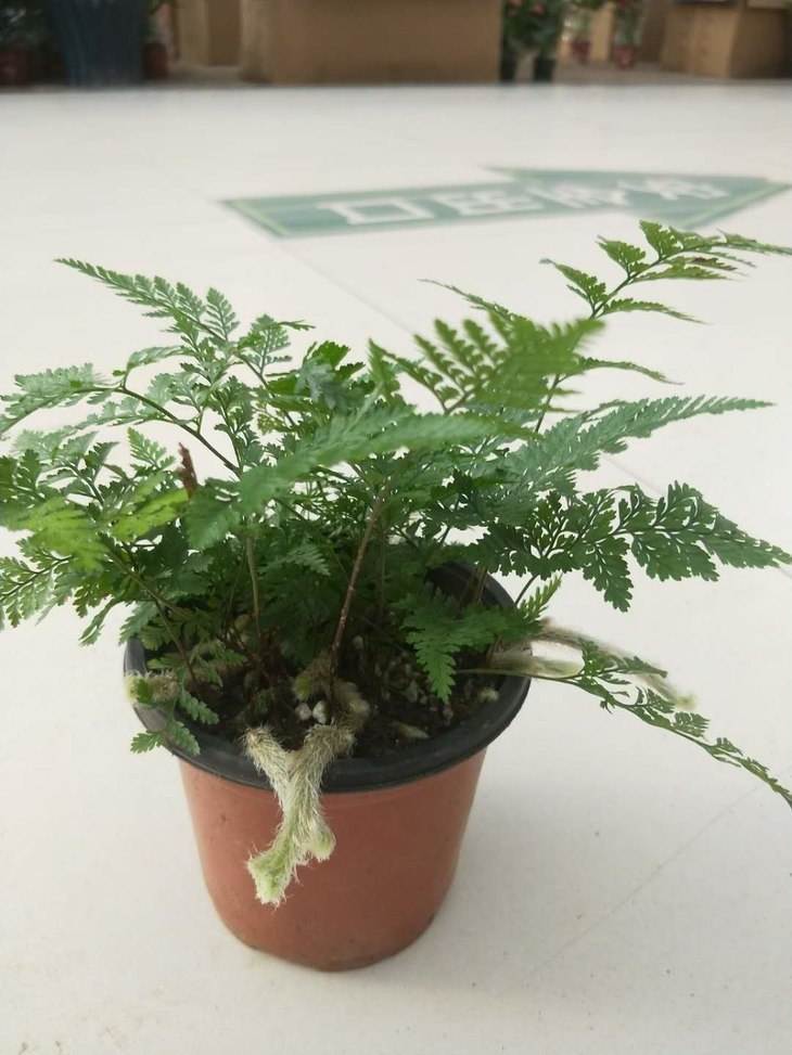 狼尾蕨该如何养?几个技巧就搞定,全都在这了