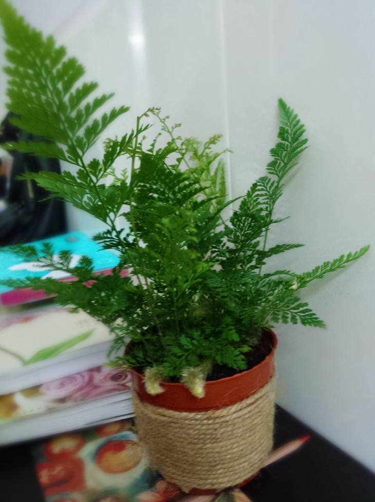 狼尾蕨该如何养?几个技巧就搞定,全都在这了