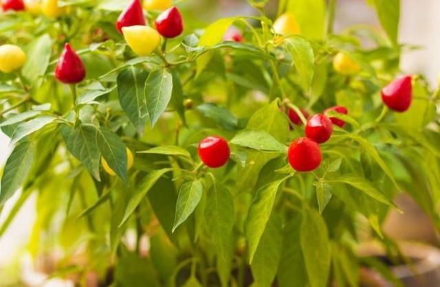 阳台种棵小辣椒