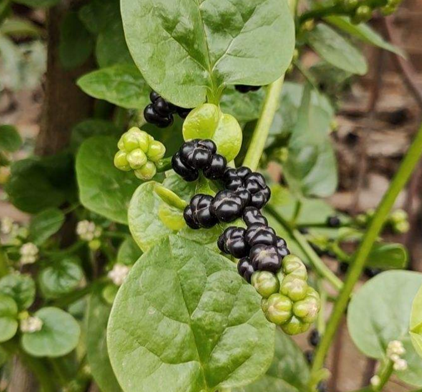 落葵益处多好吃还有营养养几棵赚大了