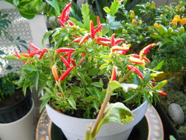 阳台种棵小辣椒