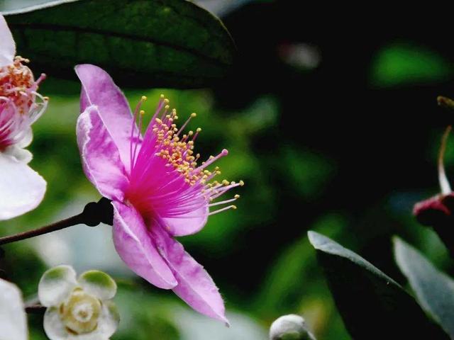 山花烂漫娟秀清丽的小粉花,桃金娘这么养护,色泽亮丽古朴苍劲