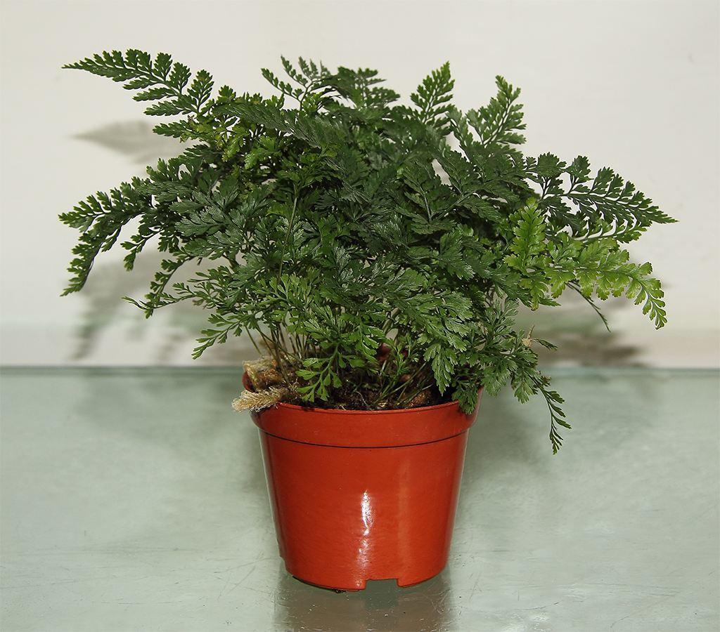 狼尾蕨该如何养?几个技巧就搞定,全都在这了