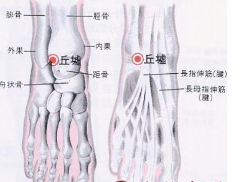 丘墟穴是胆经的原穴具有生发之气|丘墟|包快|腧穴_新浪新闻