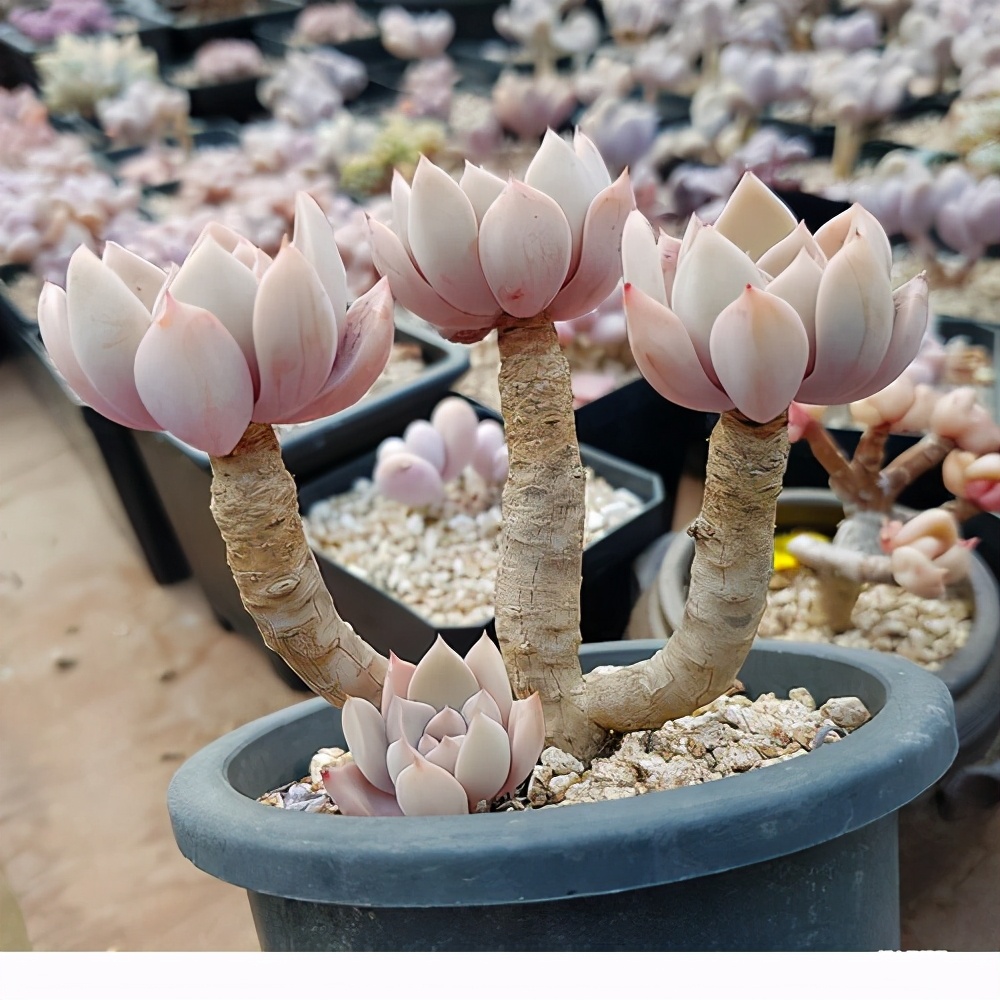 一款粉嫩的多肉叫红粉佳人晒晒太阳叶子变色容易养成老桩